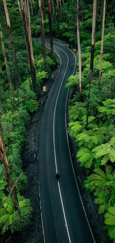 an aerial view of a road surrounded by trees and ferns