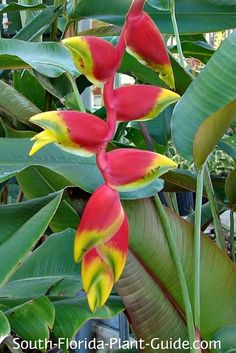 the red and yellow flowers are blooming on the plant