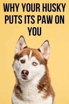 a brown and white dog sitting in front of a yellow background with the words why your husky puts its paw on you