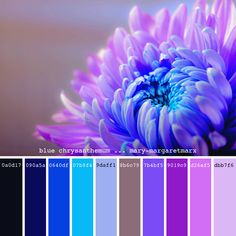 an image of a purple flower in color swatches