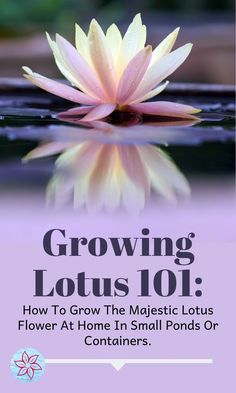 growing lotuss 101 how to grow the majestic lotus flower at home in small pools or containers