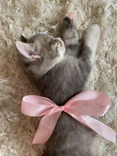 a kitten is laying on its back with a pink bow