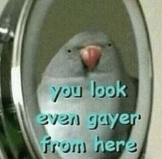 a bird sitting on top of a toilet seat with the words you look even gayer from here