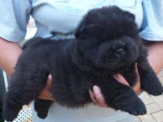 a person holding a small black dog in their hands