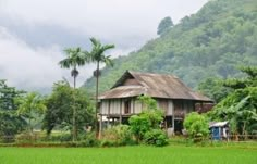 an old house in the middle of a rice field with palm trees and mountains in the background