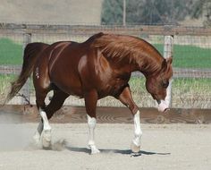 a brown horse with white feet running in the dirt next to a fence and grass area