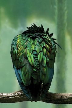 a green and blue bird sitting on top of a tree branch