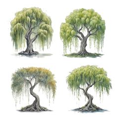 four different types of trees with green leaves