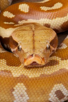 a brown and white snake with its mouth open