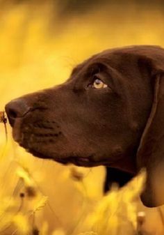 a brown dog is standing in the tall grass