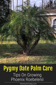 a palm tree with the words pygmny date palm care tips on growing phoe