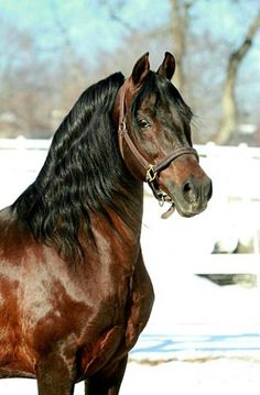 a large brown horse standing in the snow