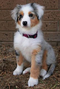 a small dog sitting on top of dry grass next to a brick wall with a pink border around it