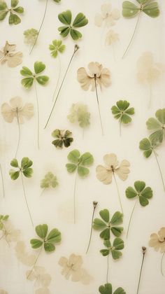 several green and white flowers are arranged on a sheet of paper that has four leafed clovers attached to it