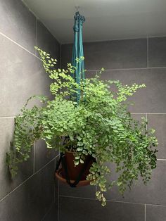 a potted plant hanging from the side of a wall in a room with grey tiles