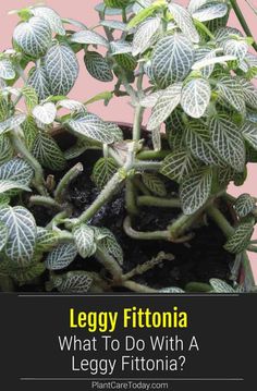 a close up of a plant with the words leggy fittonia on it