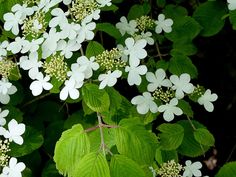 some white flowers and green leaves on a tree