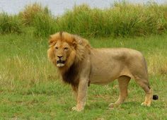 a large lion standing on top of a lush green field next to tall grass and water