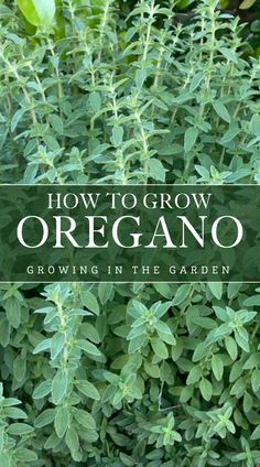 an image of how to grow oregano growing in the garden with text overlay