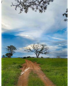 a dirt road in the middle of a grassy field with trees on both sides and blue skies above