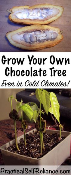 grow your own chocolate tree even in cold climates