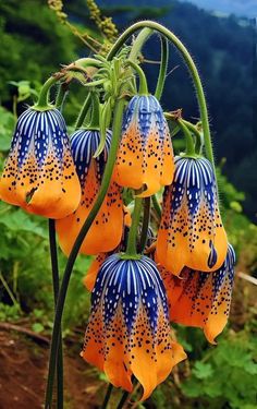 blue and yellow flowers with green leaves in the background on a sunny day by some mountains