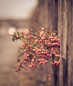 berries growing on the side of a wooden fence