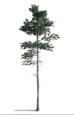 a tall pine tree on a white background