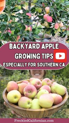 an apple tree with apples growing in it and the words backyard apple growing tips especially for southern ca