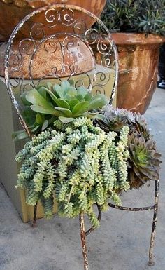 an old chair with succulents in it is sitting on the sidewalk next to potted plants