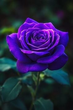 a purple rose with green leaves in the foreground and on the back ground is a dark background