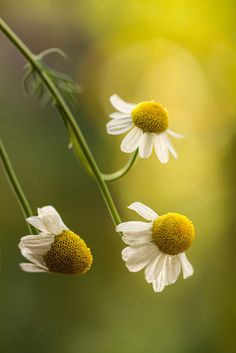 three white daisies with yellow centers are in the foreground and green blurry background