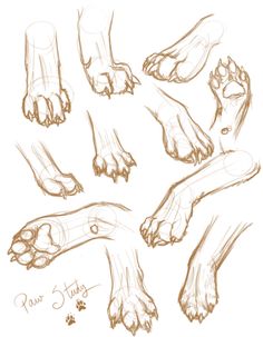 some feet and paws are shown in this drawing