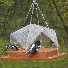 two birds sitting on a bird feeder in the woods