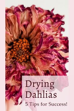 a pink flower with the words drying dahls 5 tips for success