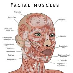 Skin Anatomy Drawing, Esthetician Anatomy, Cosmetic Nurse Injector, Aesthetic Injector Instagram, Cosmetic Injectables Aesthetic, Cosmetic Dermatology Aesthetic, Facial Anatomy For Injectors, Cosmetic Nurse Aesthetic, Esthetics Photos