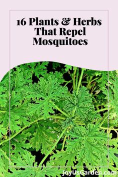 green plants with text that reads 16 plants and herbs that repel mosquitoes on it