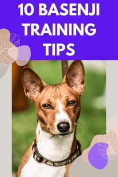 a brown and white dog with the words 10 basenj training tips