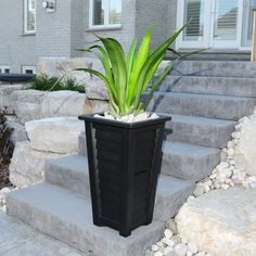 a potted plant sitting on top of a cement step