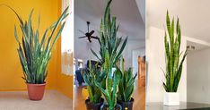 there are three different types of plants in the same room, one is green and the other is yellow