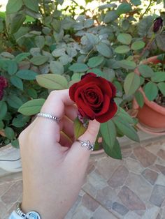 a hand holding a red rose in front of some potted plants and greenery