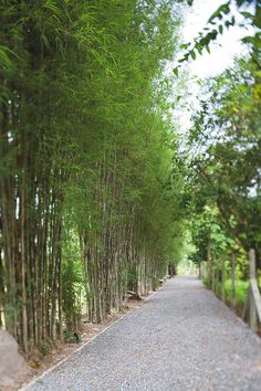 an empty road lined with trees and gravel