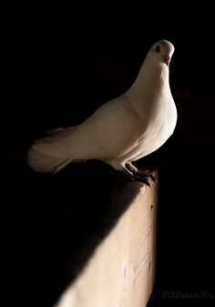 a white bird sitting on top of a wooden ledge in the dark with its eyes closed