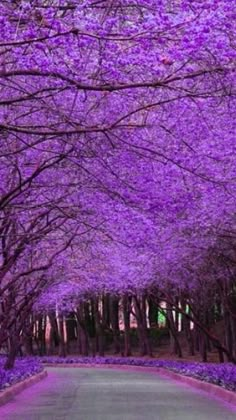 purple trees line the street in front of a building