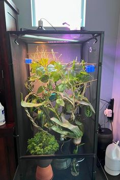 a glass case filled with lots of different types of plants