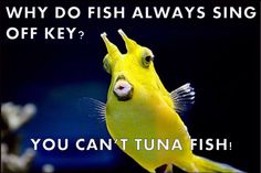 a yellow fish with the caption why do fish always sing off key? you can't tuna fish