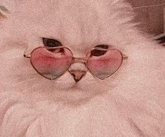 a white cat wearing heart shaped sunglasses with the word interest written on it's face