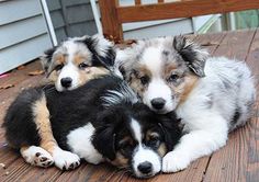 three puppies are huddled together on the deck