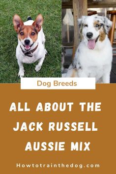 two dogs sitting next to each other with the words all about the jack russell aussie mix