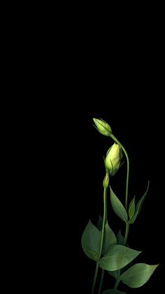 two flowers with green leaves on a black background, one bud opened and the other closed